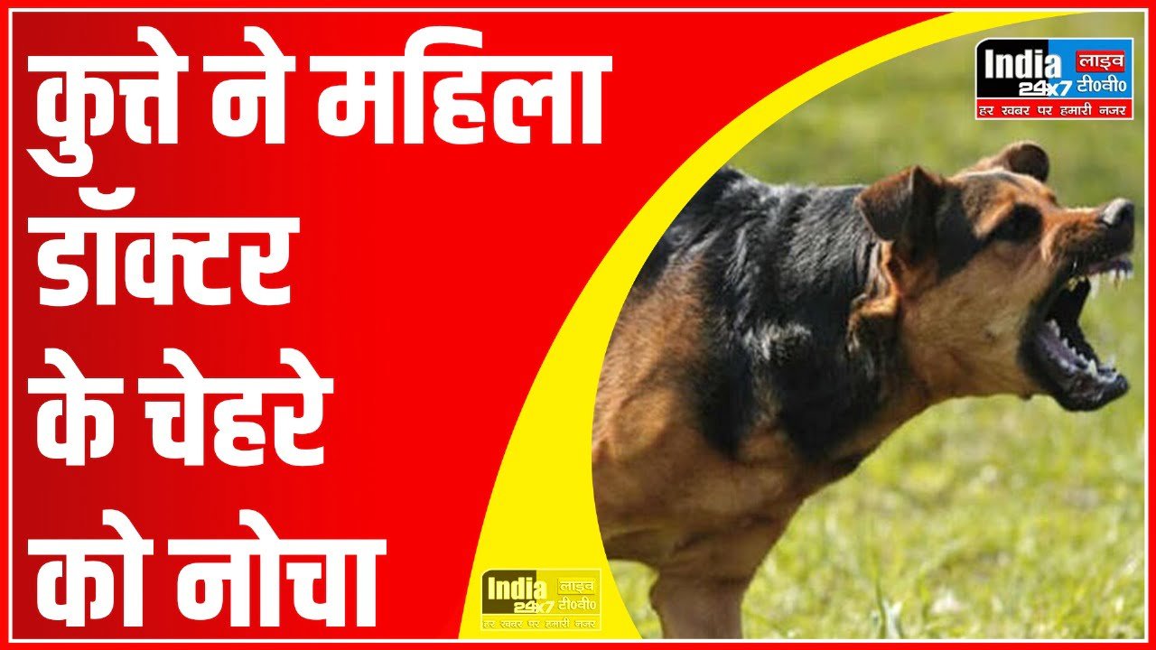 Noida News: पालतू कुत्तों का आतंक! कुत्ते ने महिला डॉक्टर के चेहरे को नोचा