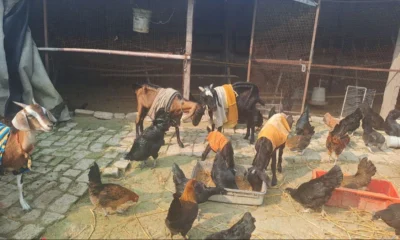 Firozabad News: ग्रेजुएट लड़की बन रही बेसहारा पशु-पक्षियों का सहारा