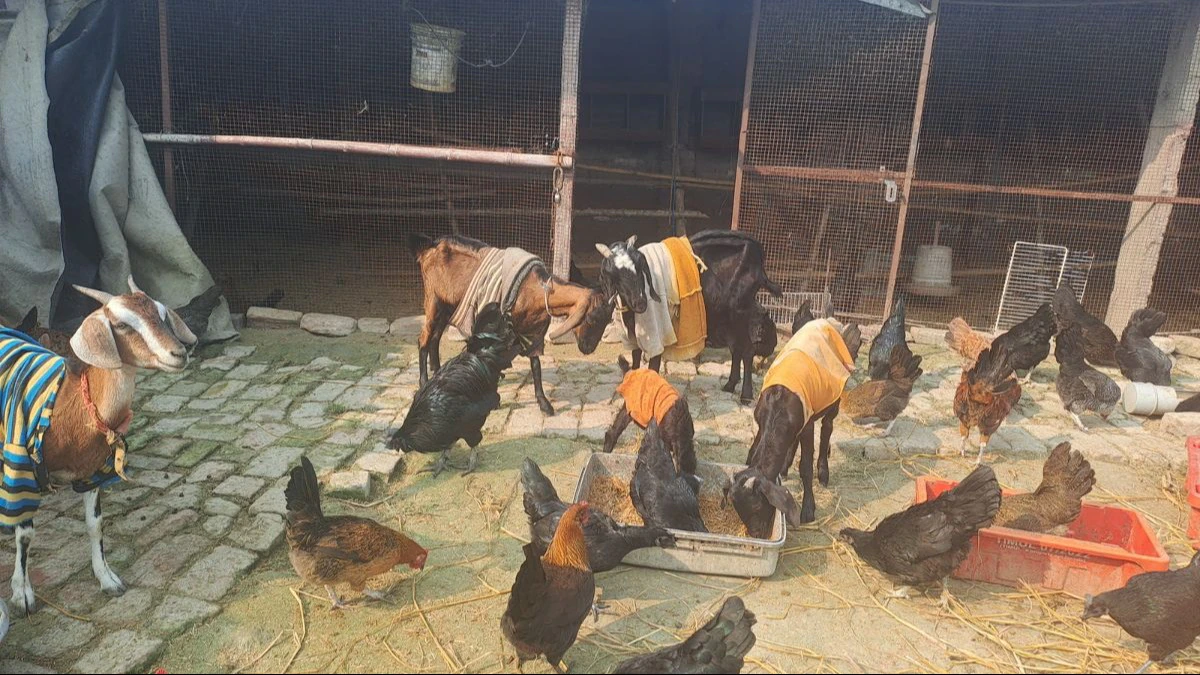 Firozabad News: ग्रेजुएट लड़की बन रही बेसहारा पशु-पक्षियों का सहारा