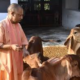 Gorakhpur News : CM Yogi ने गोरखनाथ मंदिर की गोशाला में की गोसेवा , बच्चों पर लुटाया दुलार