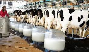 क्या होता है Non Veg Milk? क्यों हो रही है चर्चा, INDIA-US ट्रेड डील से कनेक्शन | Navbharat Live